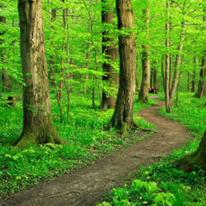 Redwood Forest