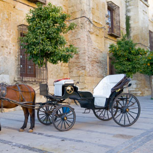 Nassau Carriage Tour