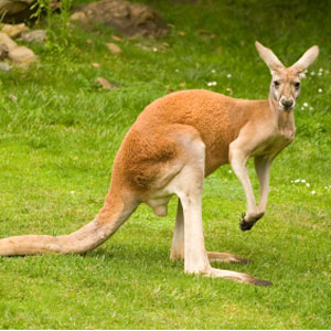 Kangaroo Island Overnight